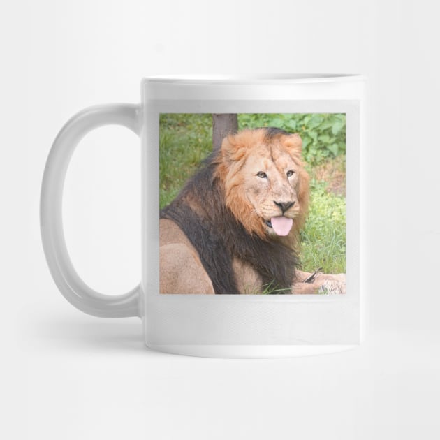 LION Cute Lion With Tonge Out Jungle Nature Cats & Kittens Picture by blueversion